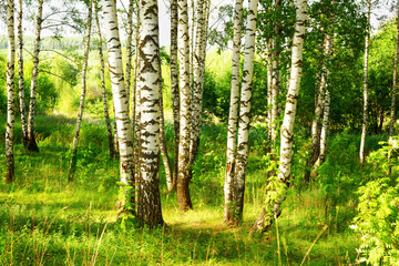 summer in sunny birch forest