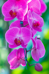 Fototapeta na wymiar Orchids ,Beautiful orchids in Royal Park Rajaprueka