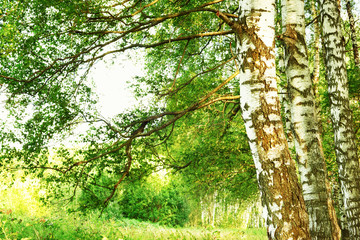Fototapeta premium summer in sunny birch forest