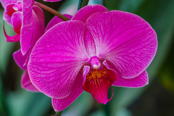 Orchids ,Beautiful orchids in Royal Park Rajaprueka