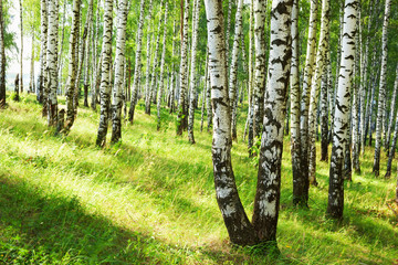 summer in sunny birch forest - 131721041