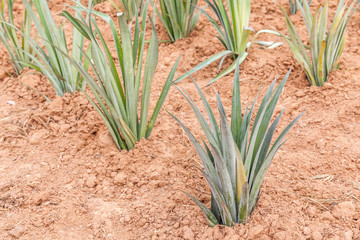 Close up of pineapple plant in field, industrial drop in Thailan