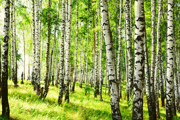 summer in sunny birch forest - 131721072