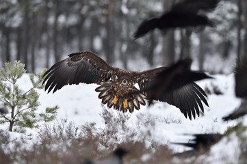 Eagle approaching, eagle arrival, eagle landing, ravens in panic. Bird of prey.