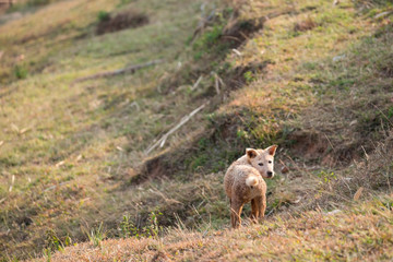 Puppy standing in the grass in the countryside.