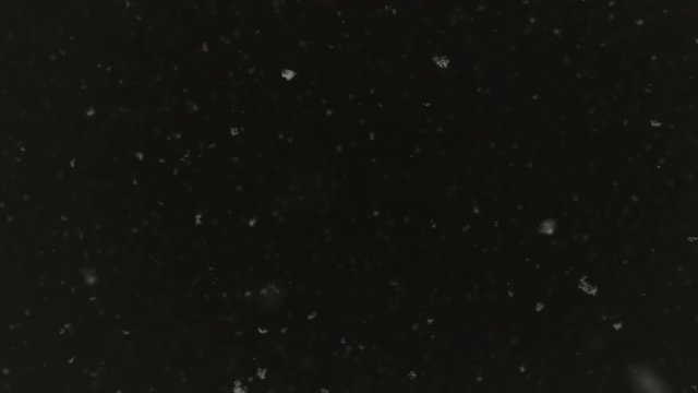 Snowflakes are dancing against black night sky background. Winter time blizzard. Wind change direction