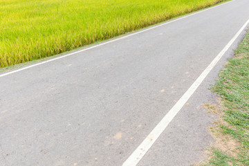 Single lane pathway straight through rice paddy in field farm.