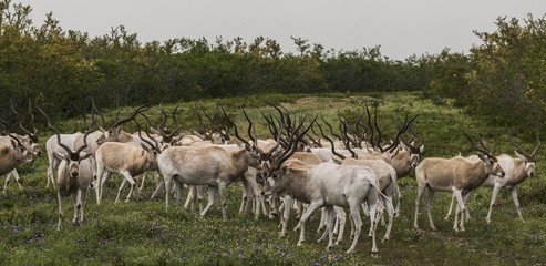 Addax in Texas
