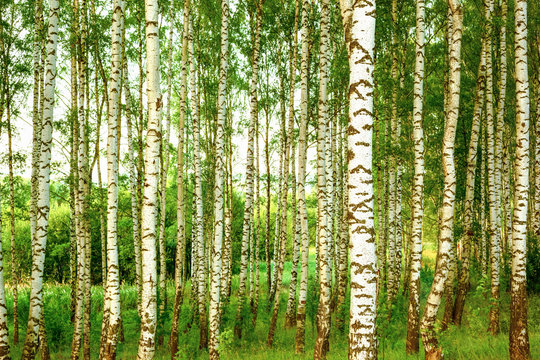 Fototapeta summer in sunny birch forest