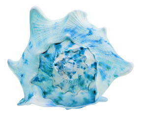 single blue shellfish isolated on white