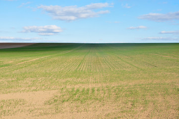 Fototapeta na wymiar Agricultural field with rows of fresh green grass in perspective, the dark shadow on the horizon.