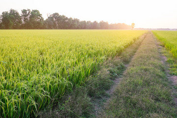 Paddy field in Evening, Thailand.