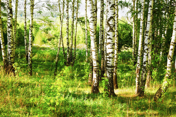 Obraz premium summer in sunny birch forest
