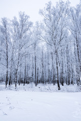 sun in winter forest trees covered with snow