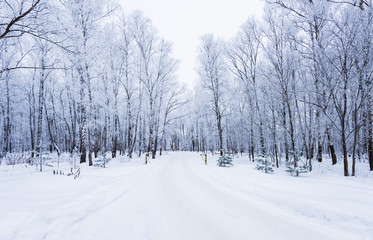 winter road in the woods