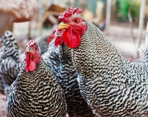 Dominique rooster and hen © Imogene