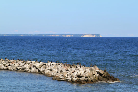 Kormorane in Lohme mit Kap Arkona im Hintergrund, Insel Rügen, Germany