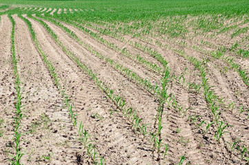 Fototapeta na wymiar Agricultural field with crops of fodder plants. Rows of green seedlings in perspective.