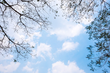 Dry tree branches with sky and cloud background.