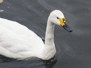 Naklejka premium Whooper swan, Cygnus Cygnus, in pond closeup portrait, selective focus, shallow DOF