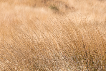 Grassland at Kew Mae Pan Nature trail,Doi Inthanon,Chaingmai, Th