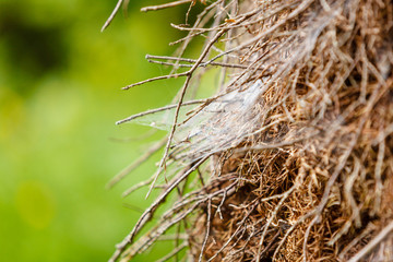 Closeup of cobweb on moss tree