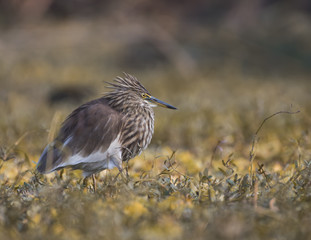Indian pond Heron