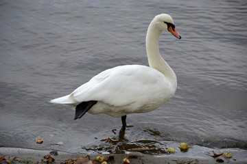 Naklejka premium Detail of a wild swan and water