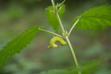 Raupe die sich auf einem Blatt krümmt