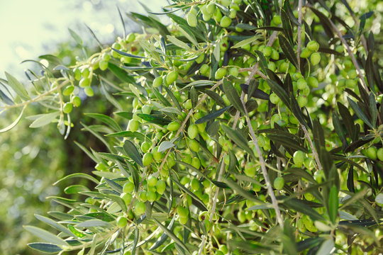 green branches of the olive tree, with green olives lit summer G