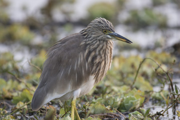 Indian pond Heron