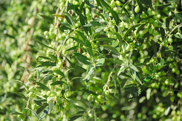 green branches of the olive tree, with green olives lit summer G