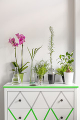 House plants on a white chest of drawers decorated with washi tape