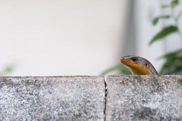 skink

