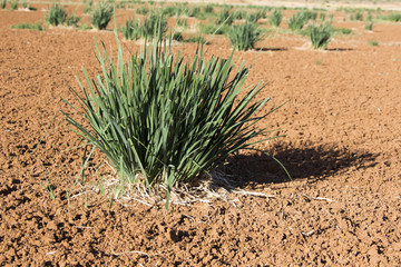 Wüstengras - Wüste Gobi - Mongolei