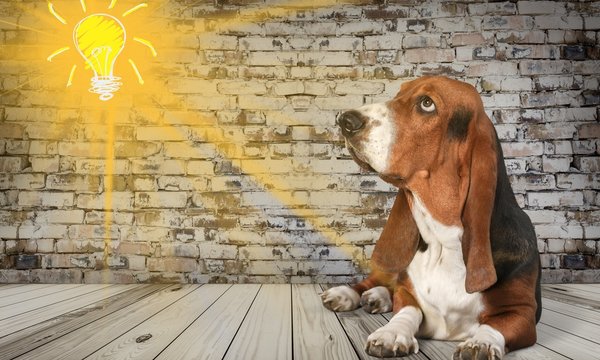 Dog.