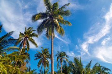 View of nice tropical background with coconut palms. Thailand. H
