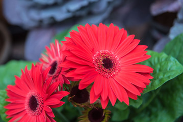 Red flower gerbera closeup on tree in garden .