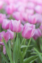 tulips in the flower garden