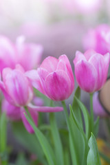 tulips in the flower garden