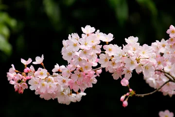 Crédence de cuisine en verre imprimé Fleur de cerisier 桜（ジンダイアケボノ）