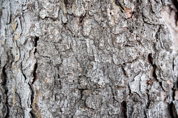 Spruce bark macro