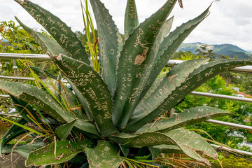 Fototapeta premium Cactus, agave with leafs spoiled by lettering, human hearts environment 