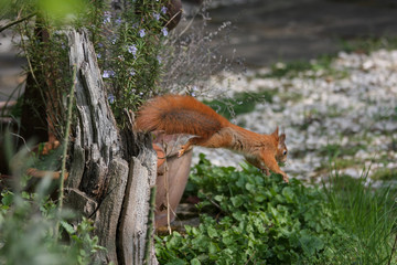 Junges Eichhörnchen Im Garten © Christine Kuchem