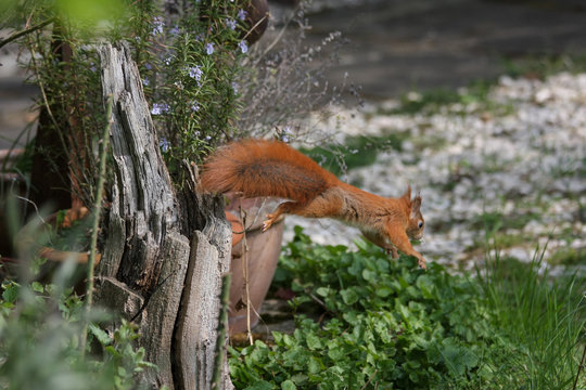 Junges Eichh&ouml;rnchen Im Garten