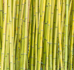 Bamboo forest detail
