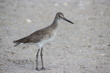 Willet Bird on Beach