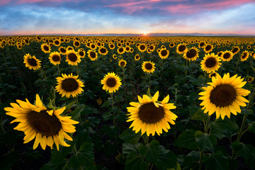Obraz premium Sunflowers at Sunset in Colorado