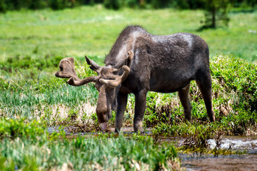 Wild Moose in Rocky Mountain National Park