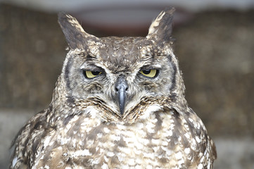 Upper body of an owl